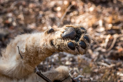 Close-up of lion paw