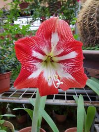 Close-up of red flower blooming outdoors