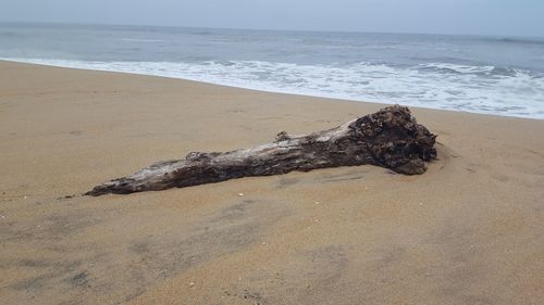 Driftwood on sand at beach against sky