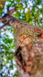 Low angle view of tree trunk