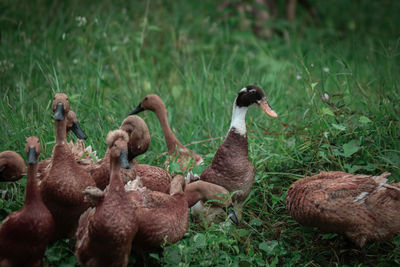 Ducks in a field