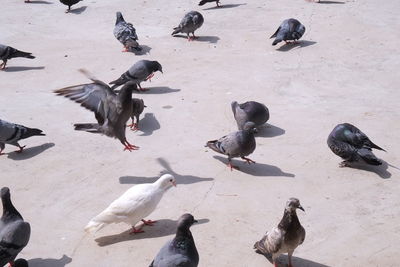 High angle view of birds perching