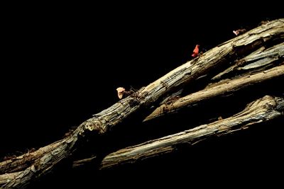 Close-up of lizard on tree against clear sky at night