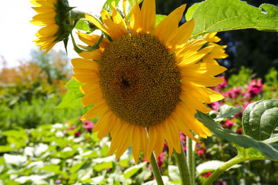 Close-up of sunflower