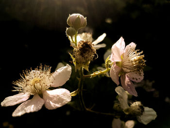 Close-up of fresh white flowering plant