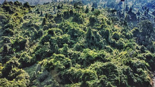 High angle view of trees in forest