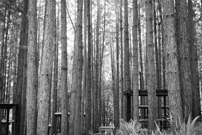 View of bamboo trees in forest during winter