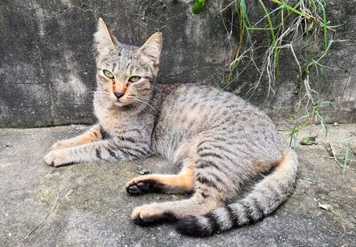 Portrait of cat lying