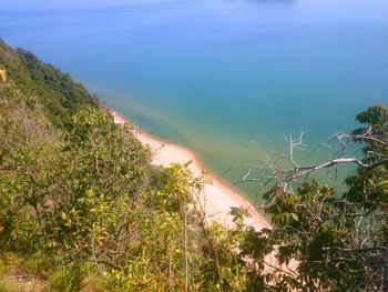 High angle view of trees by sea