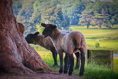 Horses in a field