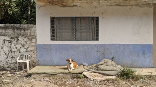 View of a cat resting on wall against building