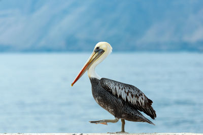 Pelican against sea