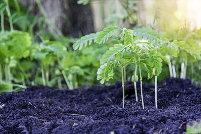 Close-up of fresh green plant in field