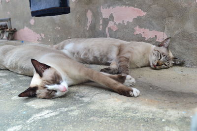 Close-up of cat sleeping