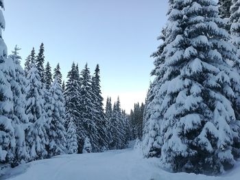 Snow covered trees against clear sky