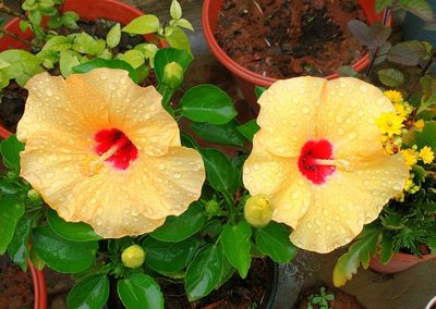 Close-up of yellow flower