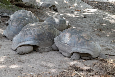 Giant turtles - dipsochelys gigantea - on seychelles island la digue