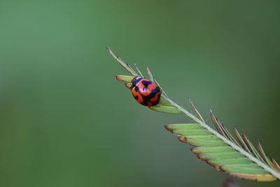 Close-up of insect on leaf