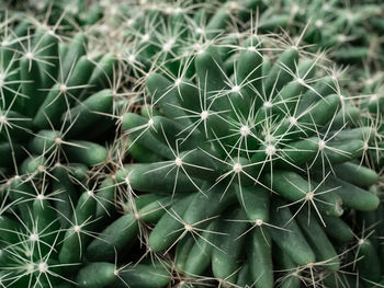 Close-up of cactus plant