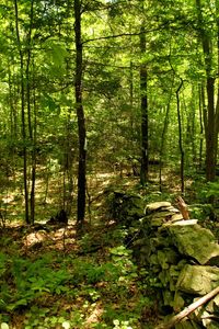 Trees in forest