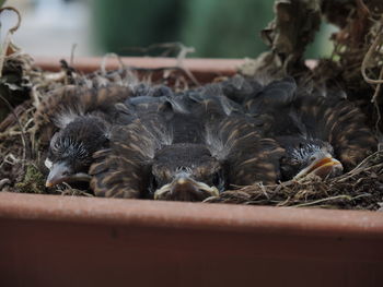 Close-up of birds in nest