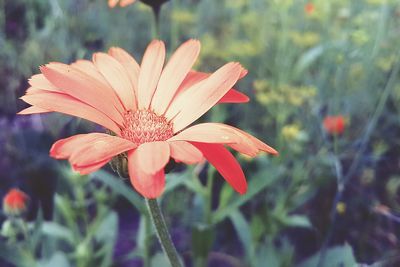 Close-up of coral flower blooming at park