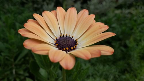 Close-up of orange flower blooming outdoors