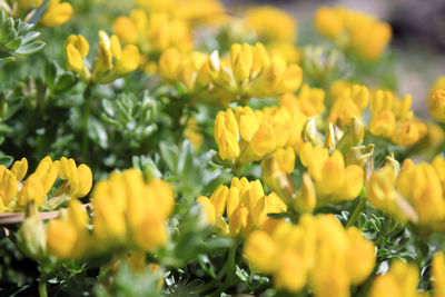 Close-up of yellow flowering plants