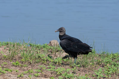Bird on rock at lakeshore