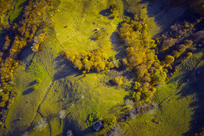 Aerial above view of autumn forest. drone shot of trees canopy