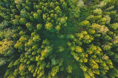 Aerial view of trees growing in forest