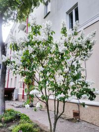 Plants growing by building