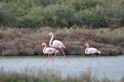 View of birds in lake