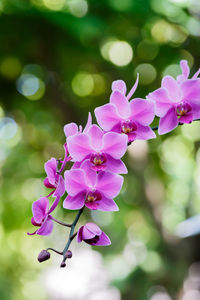 Close-up of pink flowering plant