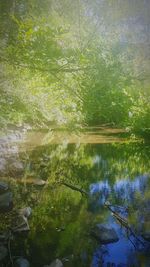 Reflection of trees in water