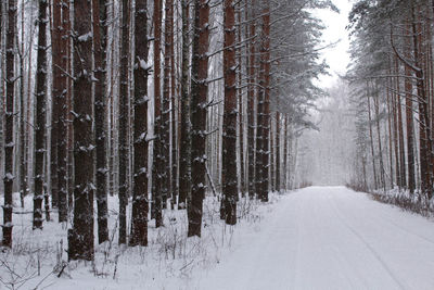 Snow covered road amidst trees in forest