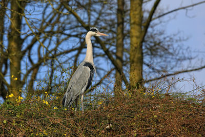 Bird on tree by lake against sky