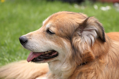 Close-up of dog looking away