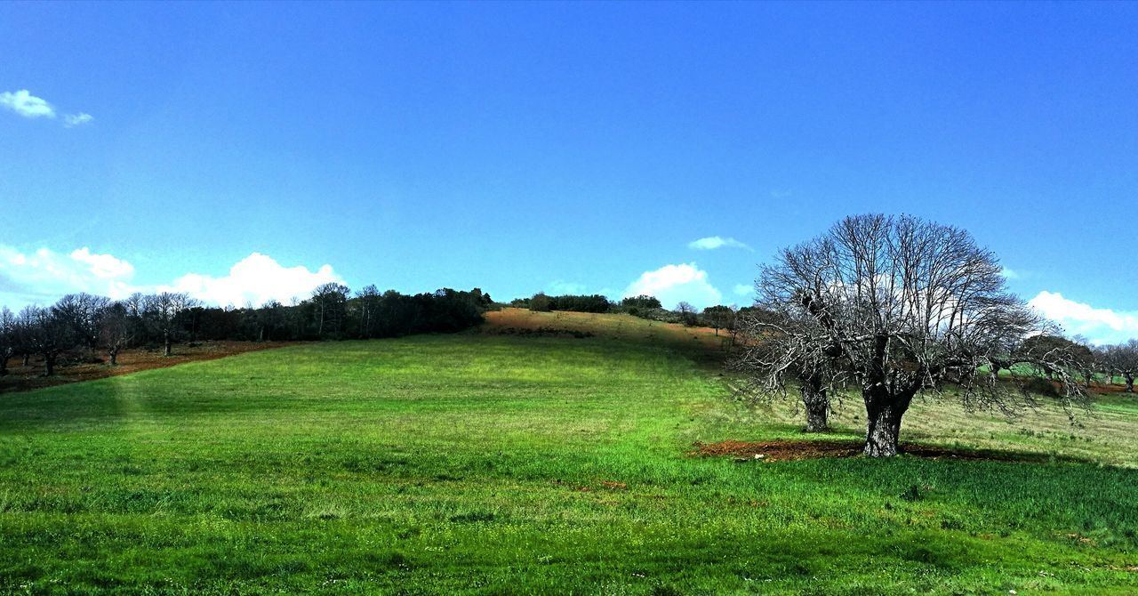 TREES ON FIELD AGAINST SKY