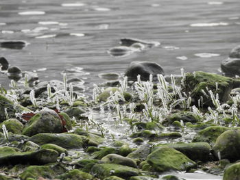 View of sheep in sea