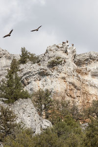 Low angle view of birds flying over rocks