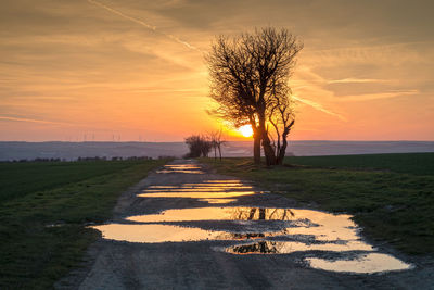 Tree by sea during sunset