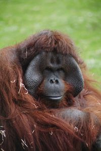 Close-up of a monkey in zoo