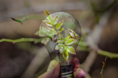Double exposure of hand holding light bulb against plant