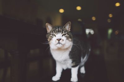 Close-up portrait of cat