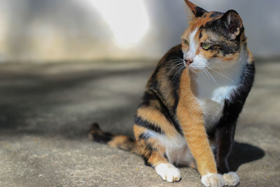 Close-up of a cat looking away