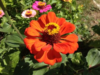 Close-up of red flower