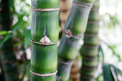 Close-up of bamboo on plant at field