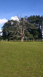 Trees on field against sky