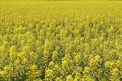 View of fresh yellow flower field